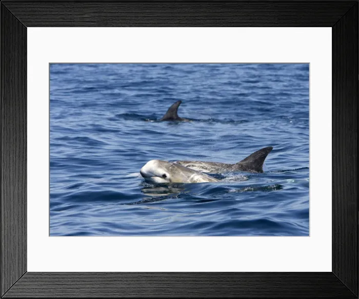 Framed Print : Risso's dolphin. Photographed along the coast of California - USA (Pacific Ocean). Heavy scarring on the back and sides of these dolphins is believed to be made by the teeth of other Risso's dolphins or by their squid prey Framed Print : Risso's dolphin. Photographed along the coast of California - USA (Pacific Ocean). Heavy scarring on the back and sides of these dolphins is believed to be made by the teeth of other Risso's dolphins or by their squid prey