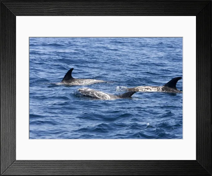 Framed Print : Risso's dolphin. Photographed along the coast of California - USA (Pacific Ocean). Heavy scarring on the back and sides of these dolphins is believed to be made by the teeth of other Risso's dolphins or by their squid prey Framed Print : Risso's dolphin. Photographed along the coast of California - USA (Pacific Ocean). Heavy scarring on the back and sides of these dolphins is believed to be made by the teeth of other Risso's dolphins or by their squid prey