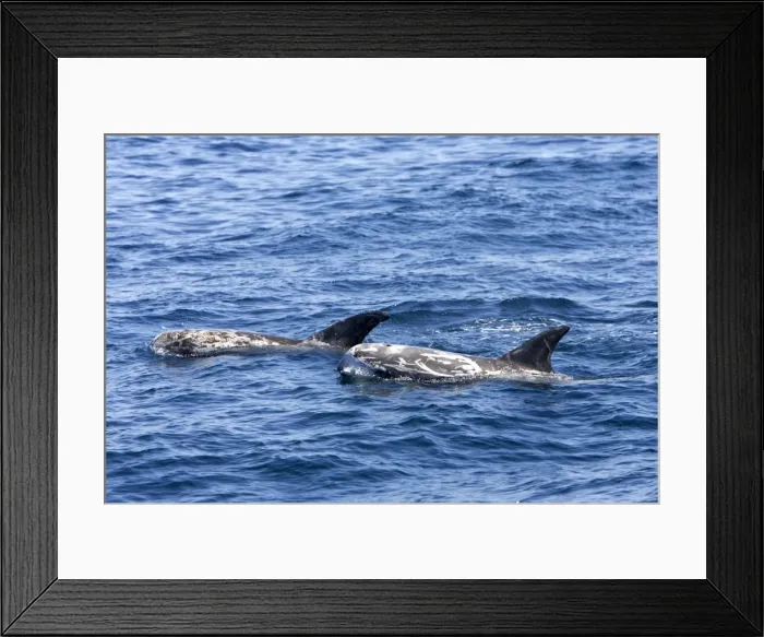 Framed Print : Risso's dolphin. Photographed along the coast of California - USA (Pacific Ocean). Heavy scarring on the back and sides of these dolphins is believed to be made by the teeth of other Risso's dolphins or by their squid prey Framed Print : Risso's dolphin. Photographed along the coast of California - USA (Pacific Ocean). Heavy scarring on the back and sides of these dolphins is believed to be made by the teeth of other Risso's dolphins or by their squid prey