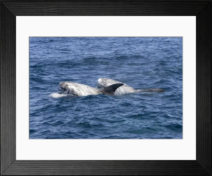 Framed Print : Risso's dolphin. Photographed along the coast of California - USA (Pacific Ocean). Heavy scarring on the back and sides of these dolphins is believed to be made by the teeth of other Risso's dolphins or by their squid prey Framed Print : Risso's dolphin. Photographed along the coast of California - USA (Pacific Ocean). Heavy scarring on the back and sides of these dolphins is believed to be made by the teeth of other Risso's dolphins or by their squid prey