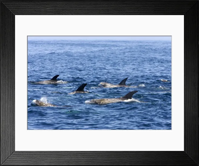 Framed Print : Risso's dolphin. Photographed along the coast of California - USA (Pacific Ocean). Heavy scarring on the back and sides of these dolphins is believed to be made by the teeth of other Risso's dolphins or by their squid prey Framed Print : Risso's dolphin. Photographed along the coast of California - USA (Pacific Ocean). Heavy scarring on the back and sides of these dolphins is believed to be made by the teeth of other Risso's dolphins or by their squid prey