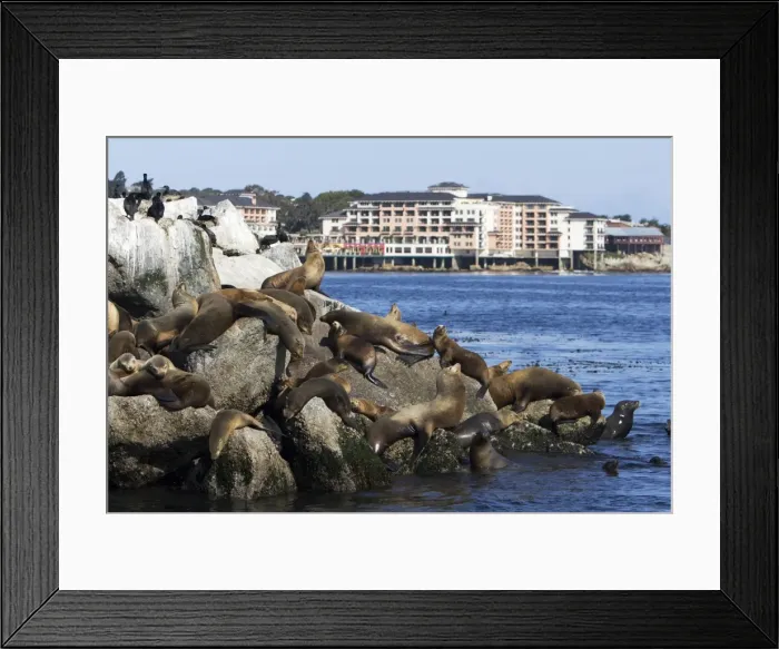 Framed Print : California Sealion - resting on the breakwater. Monterey Harbor -California - USA Framed Print : California Sealion - resting on the breakwater. Monterey Harbor -California - USA