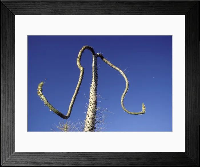 Framed Print : Cirio / Boojum (Fouquieriaceae Family) Central Desert, Baja California, Mexico (The white dot in the sky is the half-moon!) Framed Print : Cirio / Boojum (Fouquieriaceae Family) Central Desert, Baja California, Mexico (The white dot in the sky is the half-moon!)
