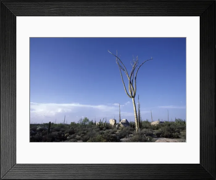 Framed Print : Cirio / Boojum (Fouquieriaceae Family) Central Desert, Baja California, Mexico Framed Print : Cirio / Boojum (Fouquieriaceae Family) Central Desert, Baja California, Mexico