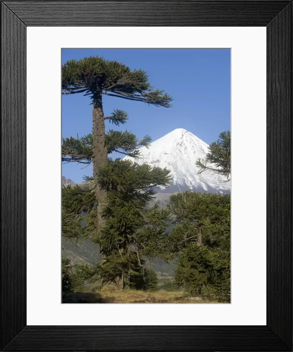 Framed Print : Argentina - Lanin Volcano (3, 776 m) and Araucaria / Monkey Tree / Chile Pine forest. Lanin National Park, Neuquen Province Framed Print : Argentina - Lanin Volcano (3, 776 m) and Araucaria / Monkey Tree / Chile Pine forest. Lanin National Park, Neuquen Province