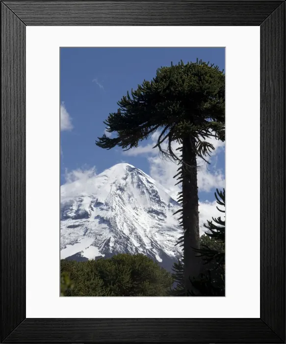 Framed Print : Argentina - Lanin Volcano (3, 776 m) and Araucaria / Monkey Puzzle / Chile Pine trees. Lanin National Park, Neuquen Province Framed Print : Argentina - Lanin Volcano (3, 776 m) and Araucaria / Monkey Puzzle / Chile Pine trees. Lanin National Park, Neuquen Province