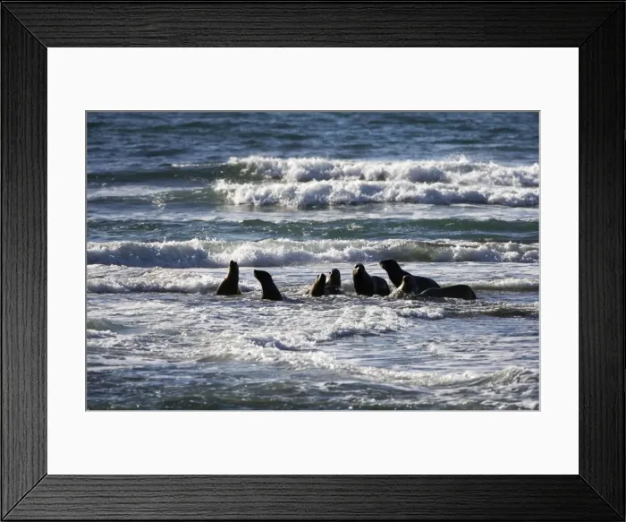 Framed Print : South American Sea Lion Valdes Peninsula, Patagonia, Argentina Framed Print : South American Sea Lion Valdes Peninsula, Patagonia, Argentina