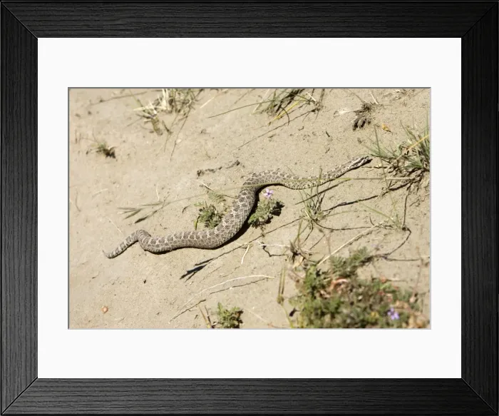 Framed Print : Snub-nosed Yarara viper - local name: Yarara nata fam: Viperidae Range: Argentina: arid areas of Patagonia and Northwest Argentina. Valdes Peninsula, Province Chubut, Patagonia Framed Print : Snub-nosed Yarara viper - local name: Yarara nata fam: Viperidae Range: Argentina: arid areas of Patagonia and Northwest Argentina. Valdes Peninsula, Province Chubut, Patagonia