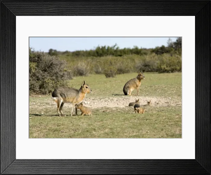 Framed Print : Mara / Patagonian Hare Range: Argentina, from Northwestern provinces south into Patagonia. Photo shows a denning area with adults and youngs. Valdes Peninsula, Province Chubut, Patagonia Framed Print : Mara / Patagonian Hare Range: Argentina, from Northwestern provinces south into Patagonia. Photo shows a denning area with adults and youngs. Valdes Peninsula, Province Chubut, Patagonia