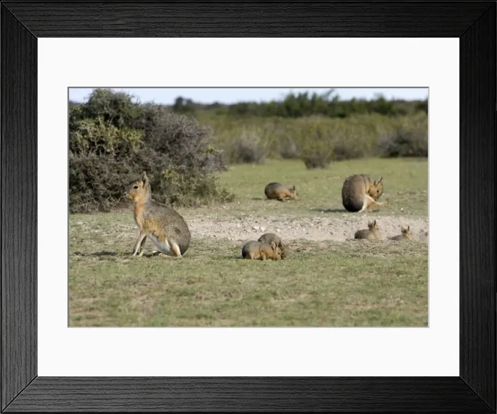 Framed Print : Mara / Patagonian Hare - shows a denning area with adults and youngs. Range: Argentina, from Northwestern provinces south into Patagonia. Valdes Peninsula, Province Chubut, Patagonia Framed Print : Mara / Patagonian Hare - shows a denning area with adults and youngs. Range: Argentina, from Northwestern provinces south into Patagonia. Valdes Peninsula, Province Chubut, Patagonia