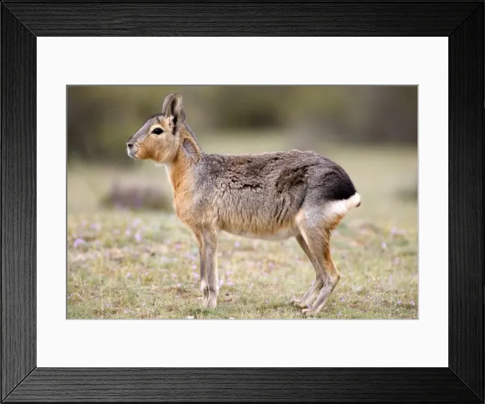 Framed Print : Mara / Patagonian Hare - adult Range: Argentina, from Northwestern provinces south into Patagonia Patagonia at the Valdes Peninsula, Province Chubut Framed Print : Mara / Patagonian Hare - adult Range: Argentina, from Northwestern provinces south into Patagonia Patagonia at the Valdes Peninsula, Province Chubut