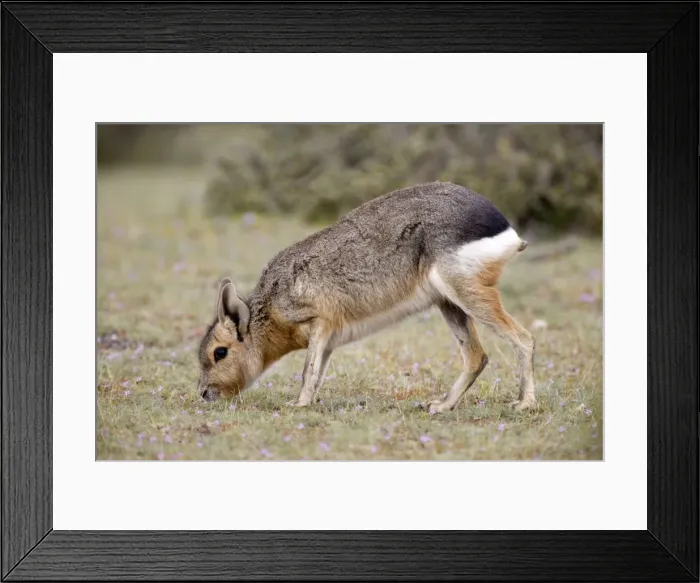 Framed Print : Mara / Patagonian Hare - adult Range: Argentina, from Northwestern provinces south into Patagonia Patagonia at the Valdes Peninsula, Province Chubut Framed Print : Mara / Patagonian Hare - adult Range: Argentina, from Northwestern provinces south into Patagonia Patagonia at the Valdes Peninsula, Province Chubut