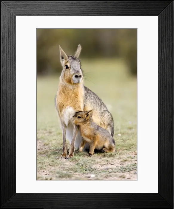 Framed Print : Mara / Patagonian Hare - mother and young Range: Argentina, from Northwestern provinces south into Patagonia Patagonia at the Valdes Peninsula, Province Chubut Framed Print : Mara / Patagonian Hare - mother and young Range: Argentina, from Northwestern provinces south into Patagonia Patagonia at the Valdes Peninsula, Province Chubut