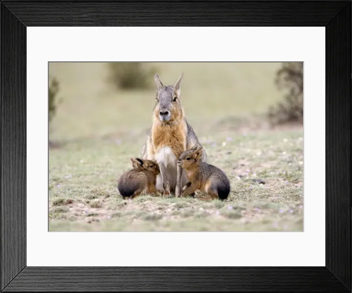 Framed Print : Mara / Patagonian Hare - mother and young babies Range: Argentina, from Northwestern provinces south into Patagonia Patagonia at the Valdes Peninsula, Province Chubut Framed Print : Mara / Patagonian Hare - mother and young babies Range: Argentina, from Northwestern provinces south into Patagonia Patagonia at the Valdes Peninsula, Province Chubut