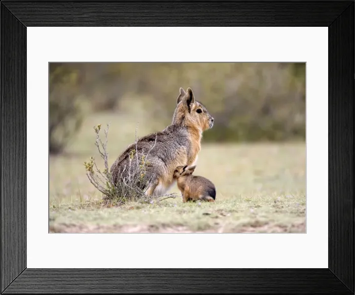 Framed Print : Mara / Patagonian Hare - mother and young baby Range: Argentina, from Northwestern provinces south into Patagonia Patagonia at the Valdes Peninsula, Province Chubut Framed Print : Mara / Patagonian Hare - mother and young baby Range: Argentina, from Northwestern provinces south into Patagonia Patagonia at the Valdes Peninsula, Province Chubut