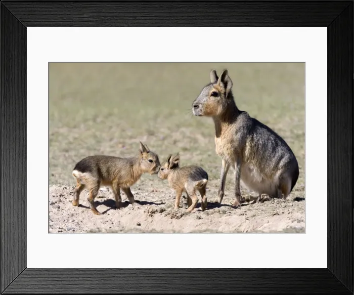 Framed Print : Mara / Patagonian Hare - mother and small babies near den. Range: Argentina, from Northwestern provinces south into Patagonia Patagonia at the Valdes Peninsula, Province Chubut Framed Print : Mara / Patagonian Hare - mother and small babies near den. Range: Argentina, from Northwestern provinces south into Patagonia Patagonia at the Valdes Peninsula, Province Chubut