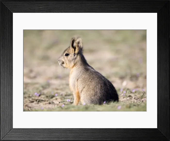 Framed Print : Mara / Patagonian Hare - young Range: Argentina, from Northwestern provinces south into Patagonia Patagonia at the Valdes Peninsula, Province Chubut Framed Print : Mara / Patagonian Hare - young Range: Argentina, from Northwestern provinces south into Patagonia Patagonia at the Valdes Peninsula, Province Chubut