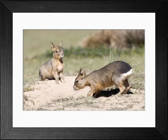 Framed Print : Mara / Patagonian Hare - young at den's entrance. Range: Argentina, from Northwestern provinces south into Patagonia Patagonia at the Valdes Peninsula, Province Chubut Framed Print : Mara / Patagonian Hare - young at den's entrance. Range: Argentina, from Northwestern provinces south into Patagonia Patagonia at the Valdes Peninsula, Province Chubut