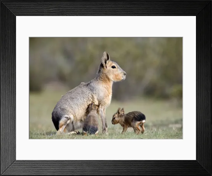 Framed Print : Mara / Patagonian Hare - mother and small babies. Range: Argentina, from Northwestern provinces south into Patagonia Patagonia at the Valdes Peninsula, Province Chubut Framed Print : Mara / Patagonian Hare - mother and small babies. Range: Argentina, from Northwestern provinces south into Patagonia Patagonia at the Valdes Peninsula, Province Chubut
