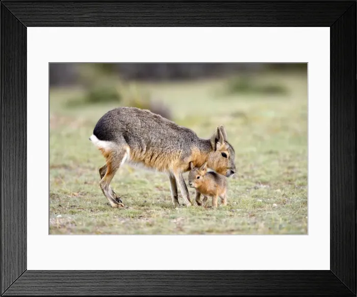 Framed Print : Mara / Patagonian Hare Range: Argentina, from Northwestern provinces south into Patagonia Patagonia at the Valdes Peninsula, Province Chubut Framed Print : Mara / Patagonian Hare Range: Argentina, from Northwestern provinces south into Patagonia Patagonia at the Valdes Peninsula, Province Chubut