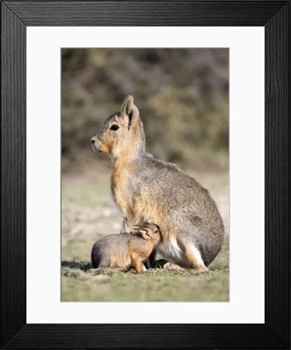 Framed Print : Mara / Patagonian Hare Range: Argentina, from Northwestern provinces south into Patagonia Patagonia at the Valdes Peninsula, Province Chubut Framed Print : Mara / Patagonian Hare Range: Argentina, from Northwestern provinces south into Patagonia Patagonia at the Valdes Peninsula, Province Chubut