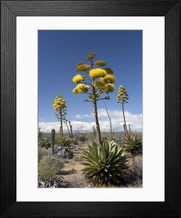 Framed Print : Agave (coastal Agave) - Photographed in the Central Desert of Baja California, Mexico Framed Print : Agave (coastal Agave) - Photographed in the Central Desert of Baja California, Mexico