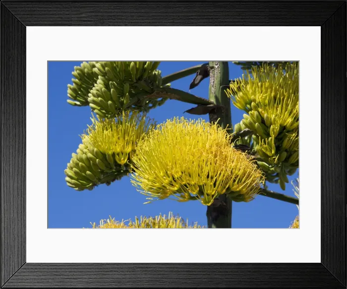 Framed Print : Coastal agave; agave - Photographed in the Central Desert of Baja California, Mexico Framed Print : Coastal agave; agave - Photographed in the Central Desert of Baja California, Mexico