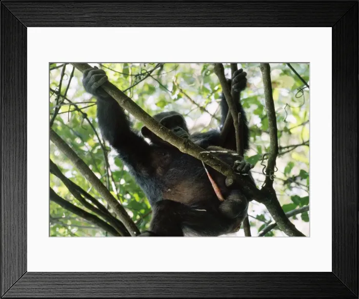 Framed Print : Chimpanzee - urinating Mahale Mountains Tanzania Framed Print : Chimpanzee - urinating Mahale Mountains Tanzania