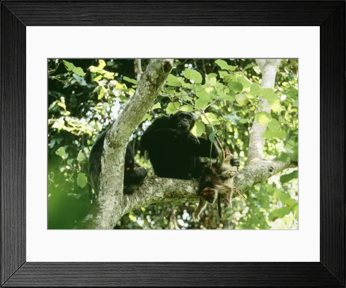 Framed Print : Eastern Longhaired Chimpanzee Eating Red Colobus Monkey Mahala Mountains National Park, Tanzania, Africa Framed Print : Eastern Longhaired Chimpanzee Eating Red Colobus Monkey Mahala Mountains National Park, Tanzania, Africa