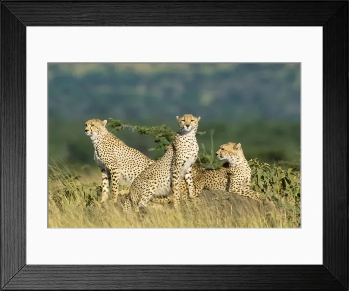 Framed Print : Cheetah Maasai Mara, Kenya, Africa Framed Print : Cheetah Maasai Mara, Kenya, Africa