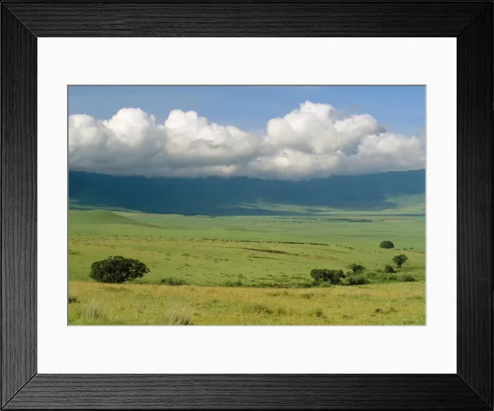Framed Print : Africa - African Buffalo (Syncerus caffer) Ngorongoro crater, Tanzania, Africa Framed Print : Africa - African Buffalo (Syncerus caffer) Ngorongoro crater, Tanzania, Africa