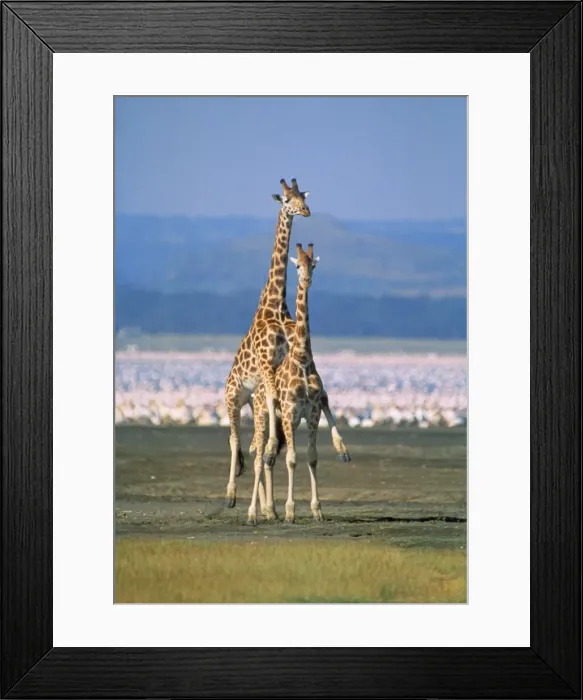 Framed Print : Reticulated Giraffe - mating Framed Print : Reticulated Giraffe - mating