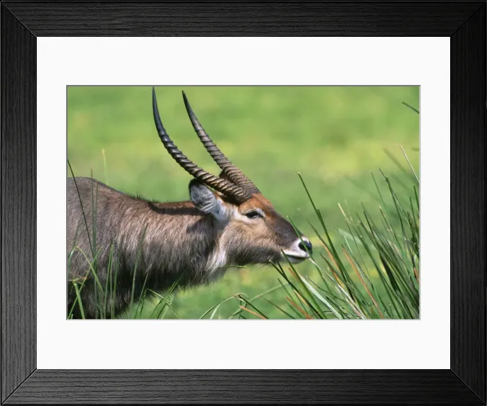 Framed Print : Defassa Waterbuck Maasai Mara, Kenya, Africa Framed Print : Defassa Waterbuck Maasai Mara, Kenya, Africa