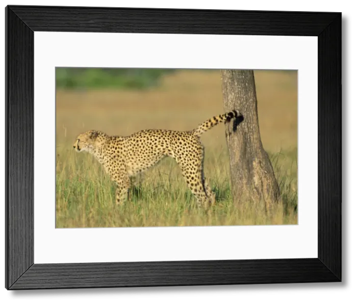 Framed Print : Cheetah - scent marking Maasai Mara National Park, Kenya, Africa Framed Print : Cheetah - scent marking Maasai Mara National Park, Kenya, Africa