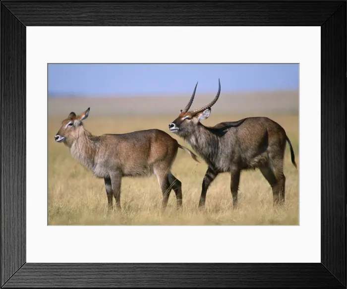 Framed Print : Defassa Waterbuck Maasai Mara, Kenya, Africa