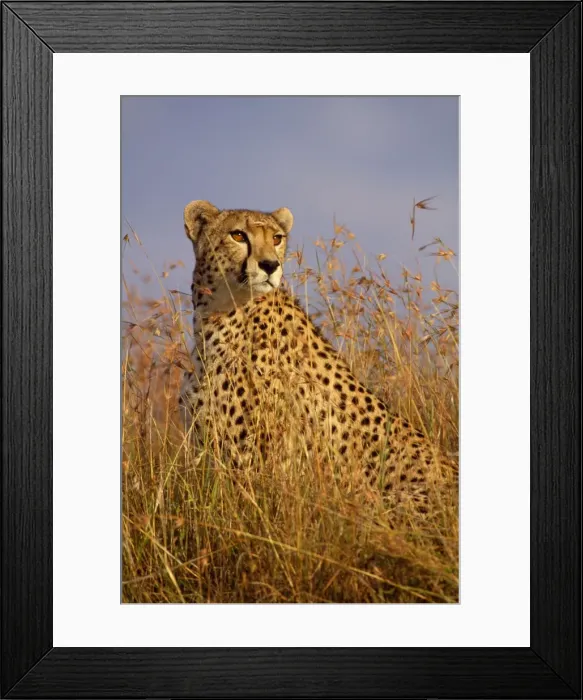 Framed Print : Cheetah Maasai Mara, Kenya, Africa Framed Print : Cheetah Maasai Mara, Kenya, Africa
