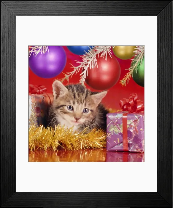 Framed Print : Cat - kitten under Christmas tree Digital Manipulation: added baubels Framed Print : Cat - kitten under Christmas tree Digital Manipulation: added baubels