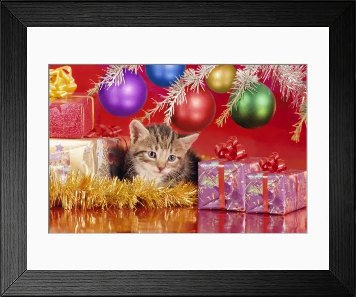 Framed Print : Cat - kitten under Christmas tree Digital Manipulation: straigtened, added & moved presents, added baubles, cleaned / improved kitten face Framed Print : Cat - kitten under Christmas tree Digital Manipulation: straigtened, added & moved presents, added baubles, cleaned / improved kitten face