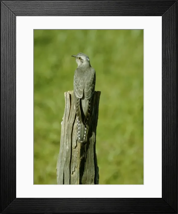 Framed Print : Pallid Cuckoo Framed Print : Pallid Cuckoo