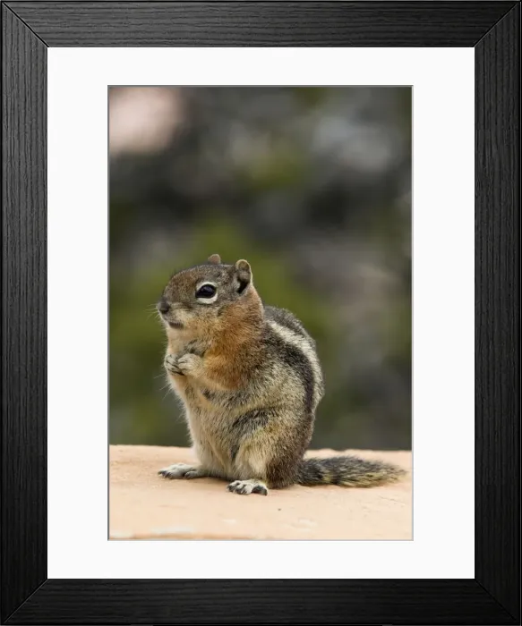 Framed Print : Golden-mantled Ground Squirrel Sitting up on wall. Bryce Canyon, Utah. USA Framed Print : Golden-mantled Ground Squirrel Sitting up on wall. Bryce Canyon, Utah. USA