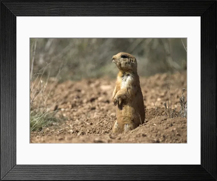 Framed Print : Utah Prairie Dog Sitting up at entrance to its burrow. Bryce Canyon Utah. USA Framed Print : Utah Prairie Dog Sitting up at entrance to its burrow. Bryce Canyon Utah. USA