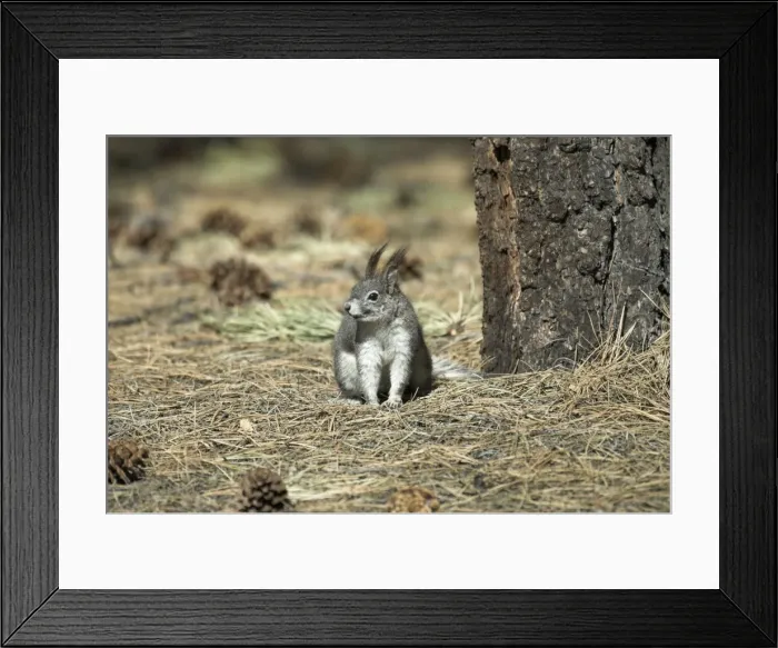 Framed Print : Abert's Squirrel Sitting at base of tree in sun. Arizona. USA Framed Print : Abert's Squirrel Sitting at base of tree in sun. Arizona. USA