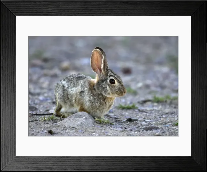 Framed Print : Eastern Cottontail Young one side view. Arizona. USA Framed Print : Eastern Cottontail Young one side view. Arizona. USA