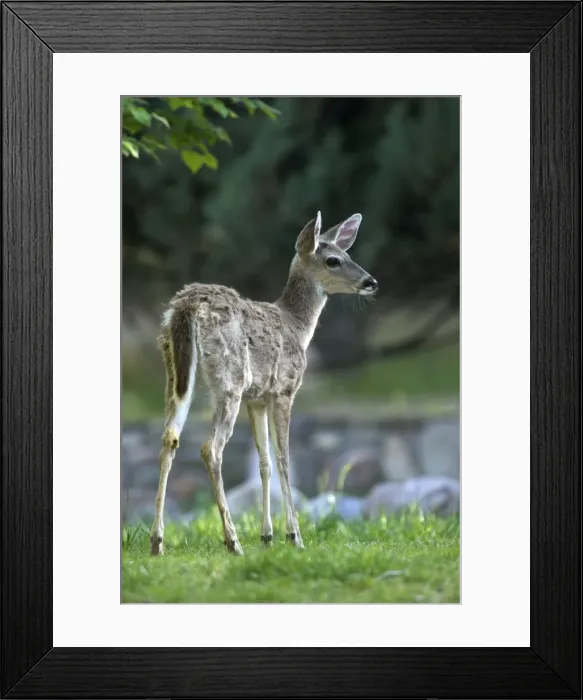 Framed Print : Coues Deer [Subspecies of White-tailed Deer] Back view of young deer, endemic to Arizona Desert. Arizona. USA