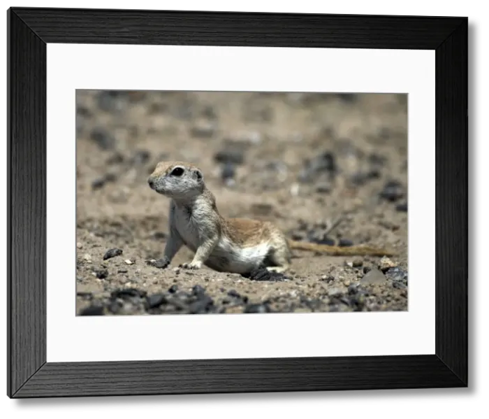 Framed Print : Round-tailed Ground Squirrel Alert looking for danger at entrance to its burrow. Arizona USA Framed Print : Round-tailed Ground Squirrel Alert looking for danger at entrance to its burrow. Arizona USA