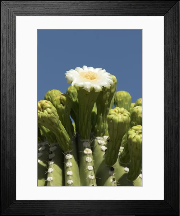 Framed Print : Close up of flower of Saguaro cactus Saguaro National Park, Arizona Framed Print : Close up of flower of Saguaro cactus Saguaro National Park, Arizona