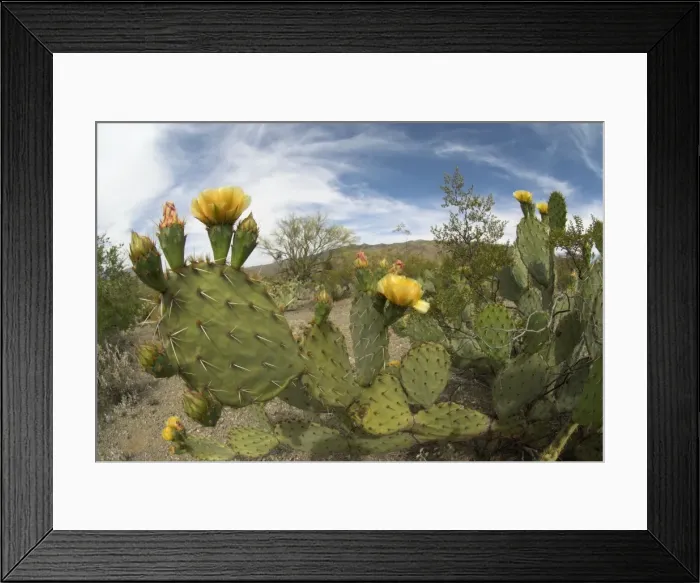 Framed Print : Engelmann's Prickly Pear Cacti Plant with flowers Saguaro National Park, Arizona Framed Print : Engelmann's Prickly Pear Cacti Plant with flowers Saguaro National Park, Arizona