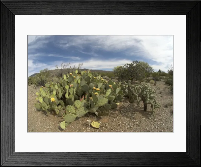 Framed Print : Engelmann's Prickly Pear Cacti Whole plant showing flowers Saguaro National Park, Arizona Framed Print : Engelmann's Prickly Pear Cacti Whole plant showing flowers Saguaro National Park, Arizona