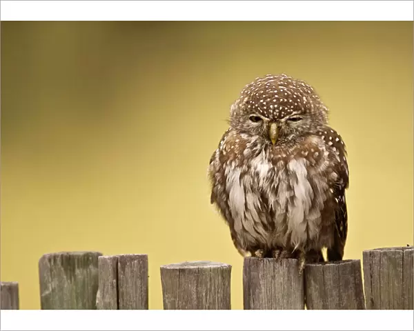 Pearl-spotted Owl - Sitting on fence - Kalahari - Botswana