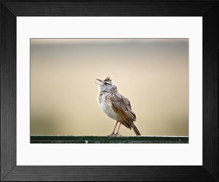 Framed Print : Rufous-naped Lark - Male singing - Kalahari - Botswana Framed Print : Rufous-naped Lark - Male singing - Kalahari - Botswana